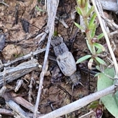 Unidentified Cricket (Orthoptera, several families) at Harrison, ACT - 16 Apr 2024 by trevorpreston