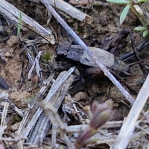 Bobilla sp. (genus) at Franklin Grassland (FRA_5) - 16 Apr 2024