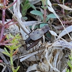 Bobilla sp. (genus) at Franklin Grassland (FRA_5) - 16 Apr 2024