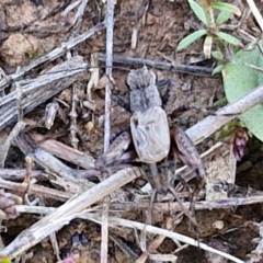 Bobilla sp. (genus) at Franklin Grassland (FRA_5) - 16 Apr 2024 10:57 AM