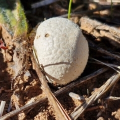 Calvatia sp. (a puffball ) at Harrison, ACT - 16 Apr 2024 by trevorpreston