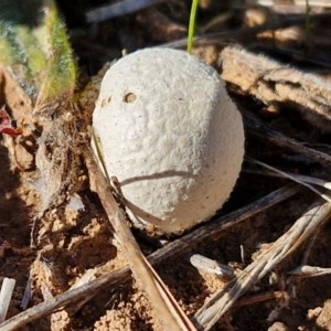 Unidentified Puffball & the like at suppressed by trevorpreston