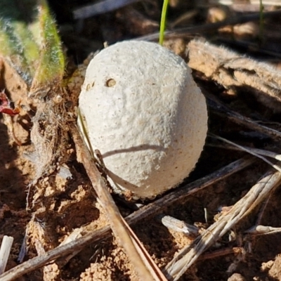 Unidentified Puffball & the like at Budjan Galindji (Franklin Grassland) Reserve - 16 Apr 2024 by trevorpreston