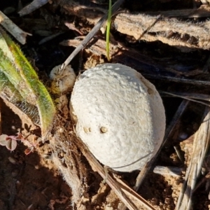 Calvatia sp. at Franklin Grassland (FRA_5) - 16 Apr 2024 10:49 AM