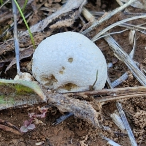 Calvatia sp. at Franklin Grassland (FRA_5) - 16 Apr 2024