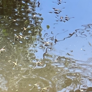 Gerridae (family) at QPRC LGA - 16 Apr 2024