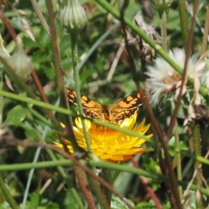 Oreixenica lathoniella at Namadgi National Park - 28 Feb 2024