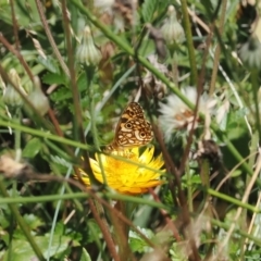 Oreixenica lathoniella at Namadgi National Park - 28 Feb 2024