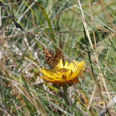 Oreixenica correae (Orange Alpine Xenica) at Namadgi National Park - 28 Feb 2024 by RAllen