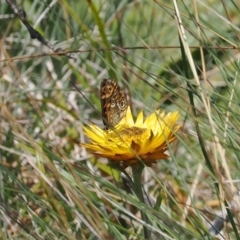 Oreixenica correae at Namadgi National Park - 28 Feb 2024