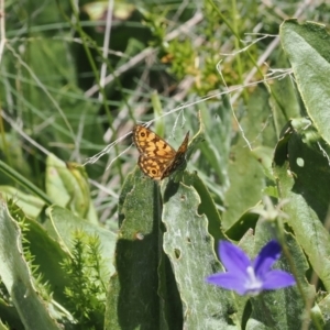 Oreixenica orichora at Namadgi National Park - 28 Feb 2024