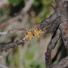 Chrysolarentia chrysocyma (Small Radiating Carpet) at Cotter River, ACT - 28 Feb 2024 by RAllen