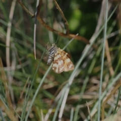 Chrysolarentia chrysocyma at Namadgi National Park - 28 Feb 2024