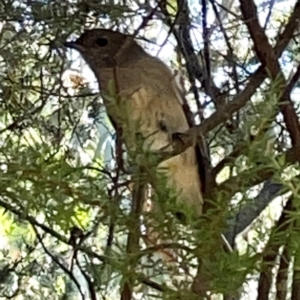 Pachycephala pectoralis at QPRC LGA - 16 Apr 2024 11:22 AM