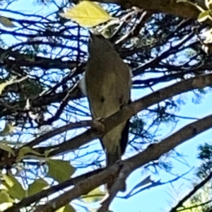 Pachycephala pectoralis at QPRC LGA - 16 Apr 2024 11:22 AM