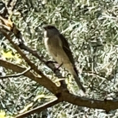 Pachycephala pectoralis at QPRC LGA - 16 Apr 2024 11:22 AM