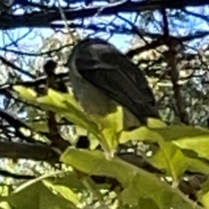 Pachycephala pectoralis at QPRC LGA - 16 Apr 2024 11:22 AM