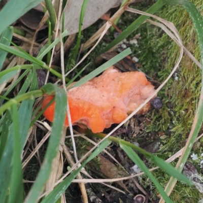 Unidentified Shelf-like to hoof-like & usually on wood at Namadgi National Park - 28 Feb 2024 by RAllen