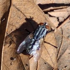 Sarcophagidae sp. (family) (Unidentified flesh fly) at Lyneham Wetland - 16 Apr 2024 by trevorpreston