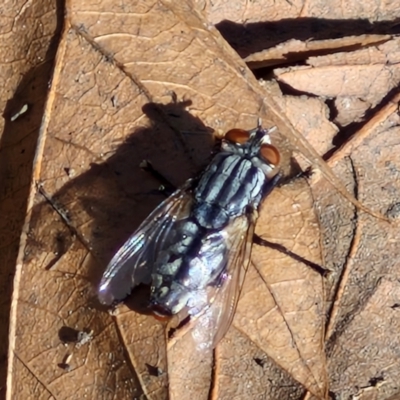 Sarcophagidae sp. (family) at City Renewal Authority Area - 16 Apr 2024 by trevorpreston