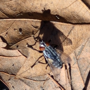 Sarcophagidae sp. (family) at City Renewal Authority Area - 16 Apr 2024