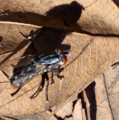 Sarcophagidae sp. (family) at City Renewal Authority Area - 16 Apr 2024