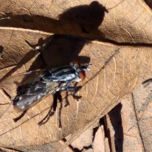 Sarcophagidae (family) at City Renewal Authority Area - 16 Apr 2024 12:42 PM