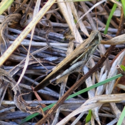 Schizobothrus flavovittatus (Disappearing Grasshopper) at Lyneham Wetland - 16 Apr 2024 by trevorpreston