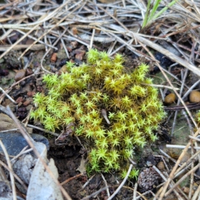 Unidentified Moss, Liverwort or Hornwort at City Renewal Authority Area - 16 Apr 2024 by trevorpreston