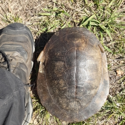 Emydura macquarii (Macquarie Turtle) at Yarralumla, ACT - 16 Apr 2024 by VanceLawrence