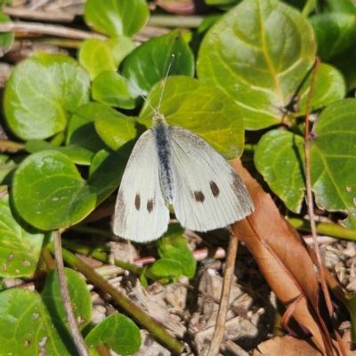 Pieris rapae (Cabbage White) at Taralga, NSW - 16 Apr 2024 by MatthewFrawley