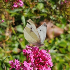 Pieris rapae at Taralga, NSW - 16 Apr 2024 11:13 AM