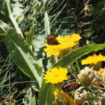 Podolepis laciniata at Bimberi Nature Reserve - 28 Feb 2024 by RAllen