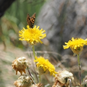 Podolepis laciniata at Bimberi Nature Reserve - 28 Feb 2024