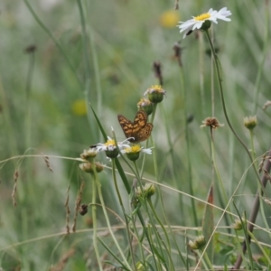 Oreixenica correae at Bimberi Nature Reserve - 28 Feb 2024