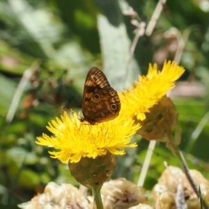 Oreixenica correae at Bimberi Nature Reserve - 28 Feb 2024