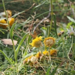 Oreixenica correae at Bimberi Nature Reserve - 28 Feb 2024