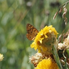 Oreixenica correae at Bimberi Nature Reserve - 28 Feb 2024