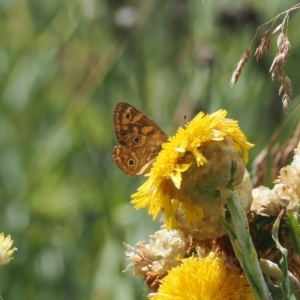 Oreixenica correae at Bimberi Nature Reserve - 28 Feb 2024