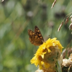 Oreixenica correae at Bimberi Nature Reserve - 28 Feb 2024