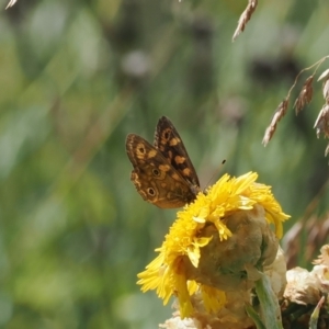 Oreixenica correae at Bimberi Nature Reserve - 28 Feb 2024