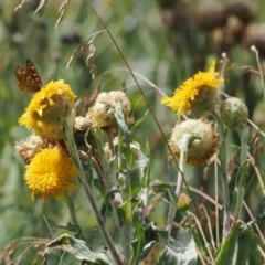 Podolepis laciniata at Bimberi Nature Reserve - 28 Feb 2024 by RAllen