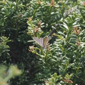 Theclinesthes serpentata at Bimberi Nature Reserve - 28 Feb 2024