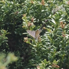 Theclinesthes serpentata (Saltbush Blue) at Bimberi, NSW - 28 Feb 2024 by RAllen