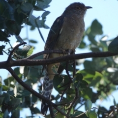 Cacomantis flabelliformis (Fan-tailed Cuckoo) at Hall, ACT - 16 Apr 2024 by Anna123