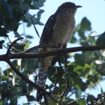 Cacomantis flabelliformis (Fan-tailed Cuckoo) at Hall, ACT - 16 Apr 2024 by Anna123