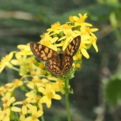 Oreixenica correae (Orange Alpine Xenica) at Bimberi Nature Reserve - 28 Feb 2024 by RAllen