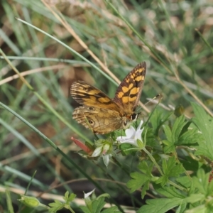 Oreixenica correae at Bimberi Nature Reserve - 28 Feb 2024 01:58 PM