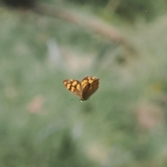 Heteronympha solandri (Solander's Brown) at Cotter River, ACT - 28 Feb 2024 by RAllen