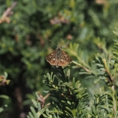 Dispar compacta (Barred Skipper) at Cotter River, ACT - 28 Feb 2024 by RAllen